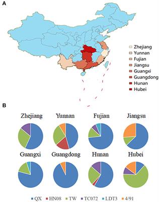 Molecular Characterization Analysis of Prevalent Infectious Bronchitis Virus and Pathogenicity Assessment of Recombination Strain in China